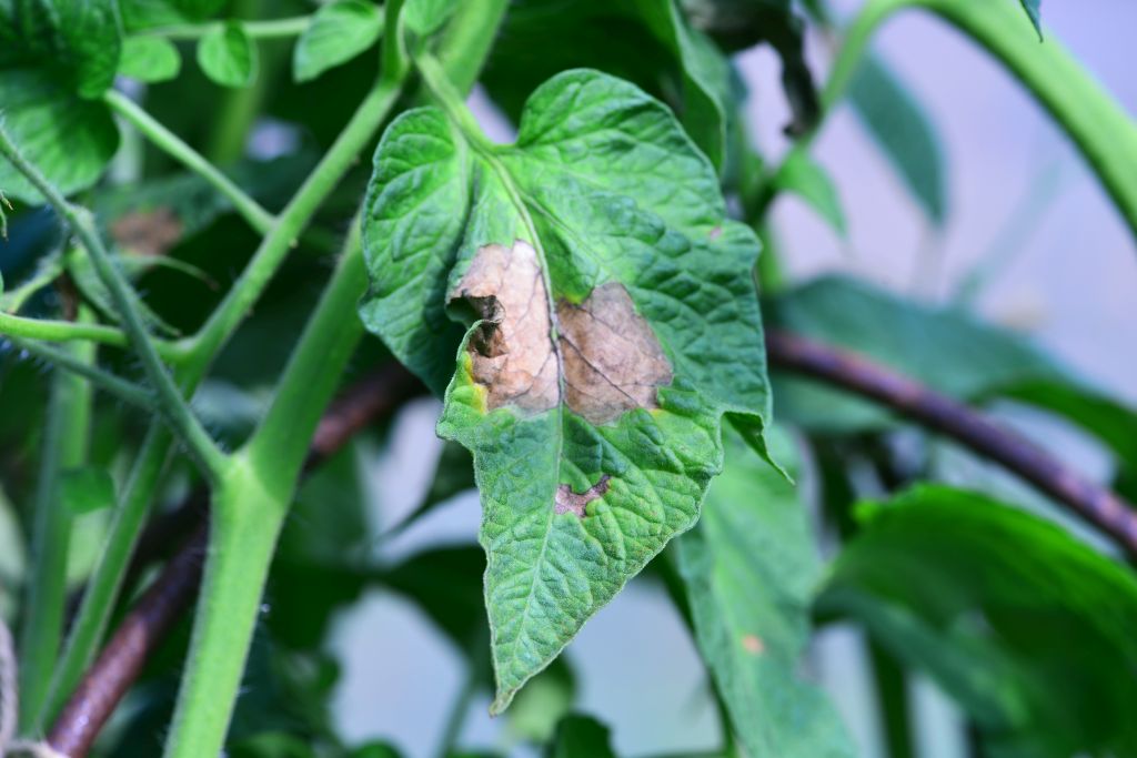 Phytophtora infestans na listu rajčete